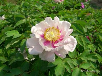 Flower Wallpaper Peony