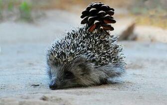 Hedgehog HD Photography Wallpaper Cute Little