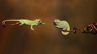 Animal Reptile Wallpaper