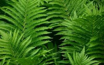 Wallpaper Green Ferns