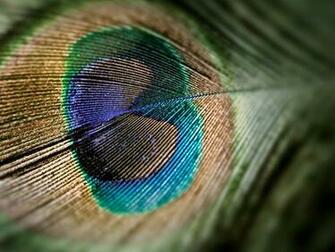 Wallpaper Peacock Feathers