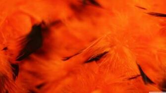 Halloween Orange Background 4k HD Desktop Wallpaper For