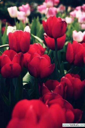 Beautiful Wallpaper HD