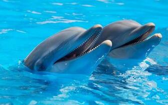 Dolphin Live Wallpaper Android Apps On Google Play