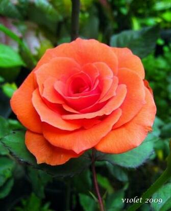 Orange Roses Image
