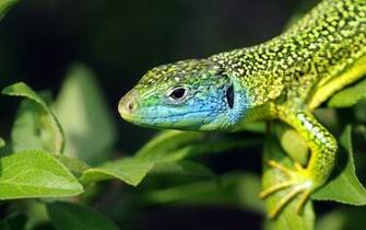 Lizard Wallpaper Animal