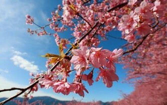 Cherry Blossoms