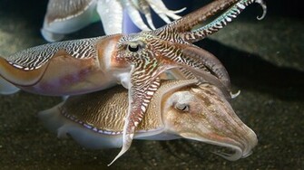 Cuttlefish Wallpaper