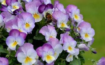 Pansies Wallpaper