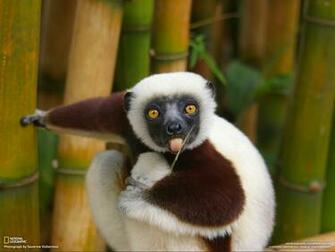 Funny Animals Wallpaper Background