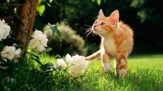 Spring Kitty Wallpaper Myspace Background