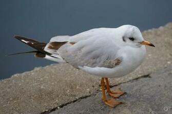 Seagull Background High Quality Background