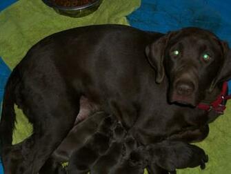 Chocolate Lab Pictures Wallpaper