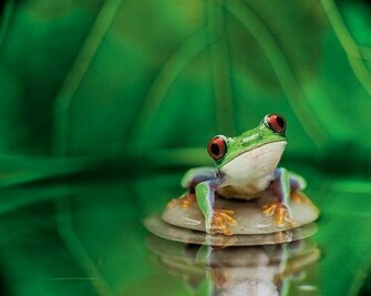 Frog High Quality Wallpaper HD