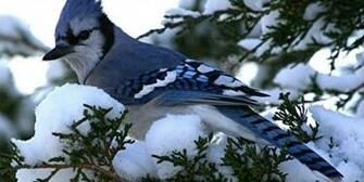 Blue Jay Bird HD Wallpaper Background Pouted Online Magazine