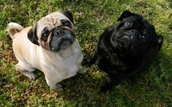 Pugs Wallpaper Animal