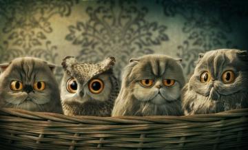 Funny Owl Computer Wallpaper 4k HD