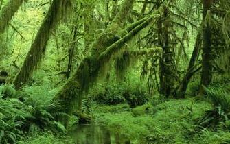 Wallpapertock Net Green Forest Jpg
