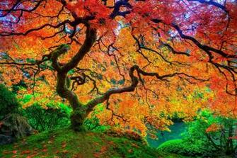 Tree Japanese Autumn Season Natural Beauty HD UHD UltraHD 4k Wallpaper