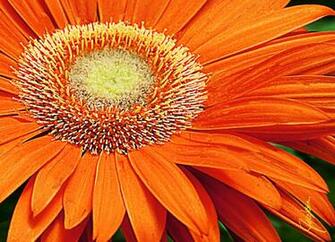 Description Orange Gerbera Daisyjpg HD Walls Find Wallpaper