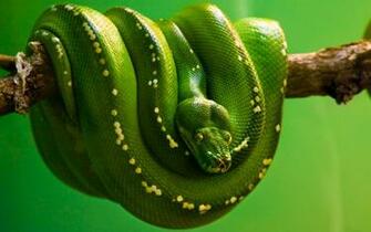 Reptiles Wallpaper