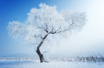 Snow Tree Winter Nature Wallpaper