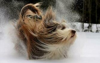 Snow Animals Dogs Wallpaper