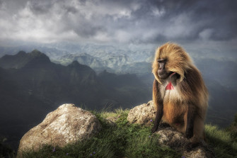 Baboon Wallpaper