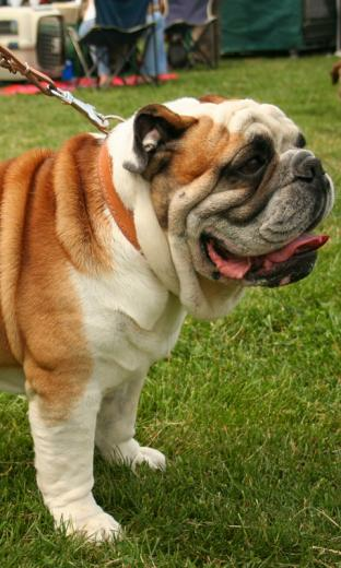 English Bulldog HD Live Wallpaper For Android