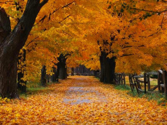 Windows Xp Autumn Wallpaper Important Update In The Thread R