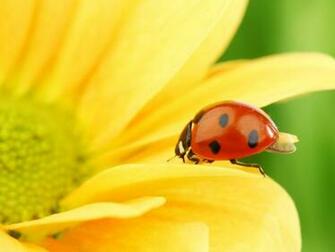 And Red Ladybug Wallpaper1280x960 Wallpaper Screensaver