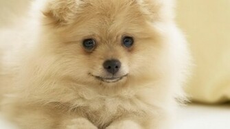 Pomeranian Desktop Wallpaper