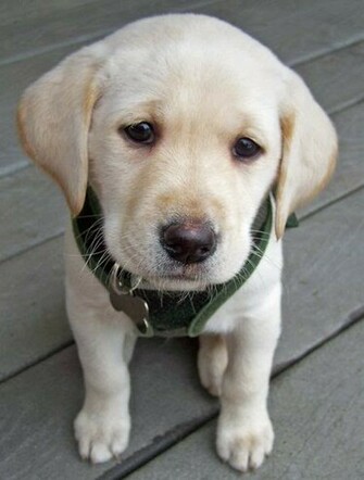 Labrador Retriever Wallpaper Dog