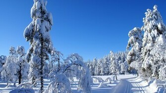 Beautiful Winter Scenery Wallpaper Snowfall