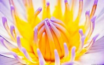 Plants Flowers Windows Wallpaper All For