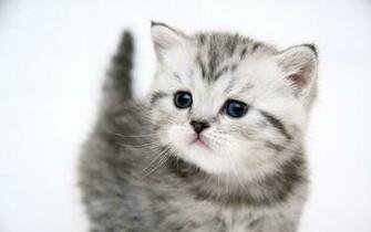 Kitten Wallpaper Hq