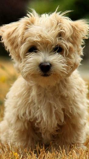 Dog Wallpaper Awesome Background