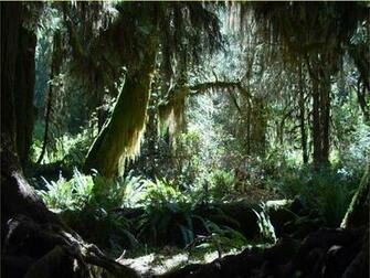 Hoh Rainforest Wallpaper Desktop Background Computer