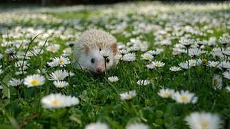 Hedgehog Computer Wallpaper Desktop Background Id