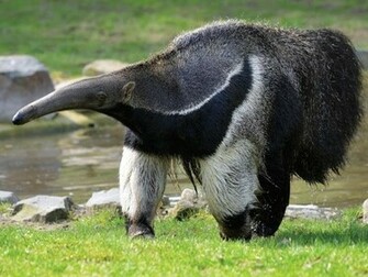 All About Anteater Live Wallpaper For Android Videos Screenshots