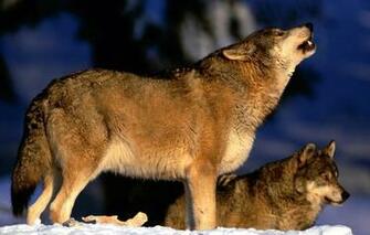 Wallpaper Wolves A Pack Howling Animals