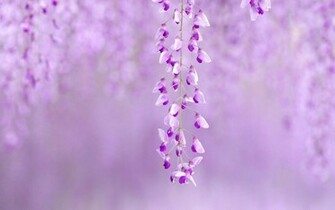 Cute Purple Wallpaper Background