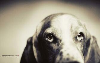 Basset Hound Wallpaper