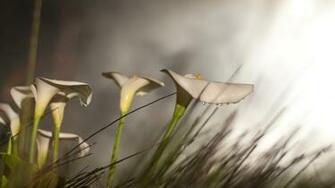 Awesome Calla Lily Wallpaper Full HD Pictures