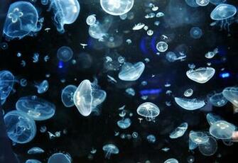 Jellyfish Wallpaper HD Full Pictures