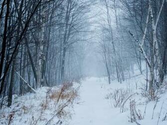 Canada Quebec Winter Forest Desktop Pc And Mac Wallpaper