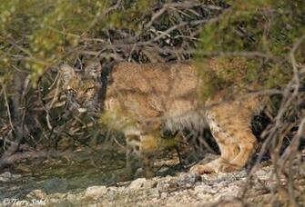 Background Collections Bobcat Wallpaper