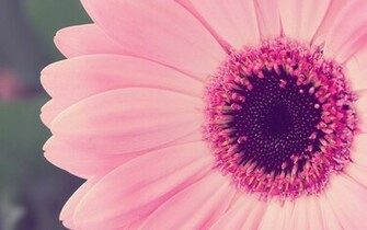 Gerbera Daisy Pink Wallpaper In Flowers Plants