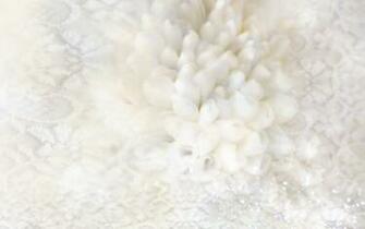 White Roses Flowers Wallpaper