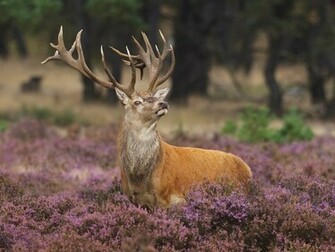 Wallpaper Animal